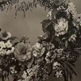 Ann Deckers